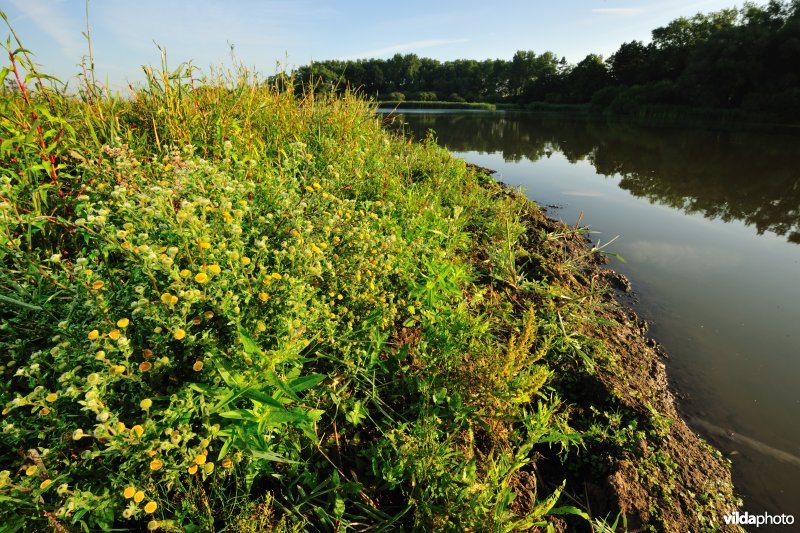 Vlooienkruid aan de Blankaart
