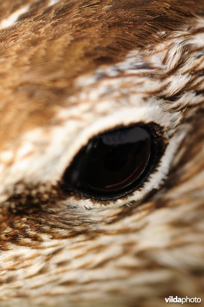 Oog van Regenwulp