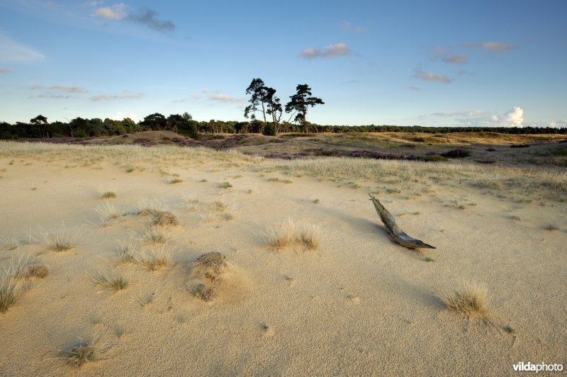 Stuifzandlandschap op de Hoge Veluwe