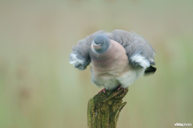Uitschuddende Houtduif