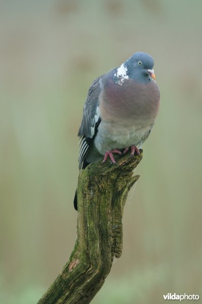 Koerende Houtduif