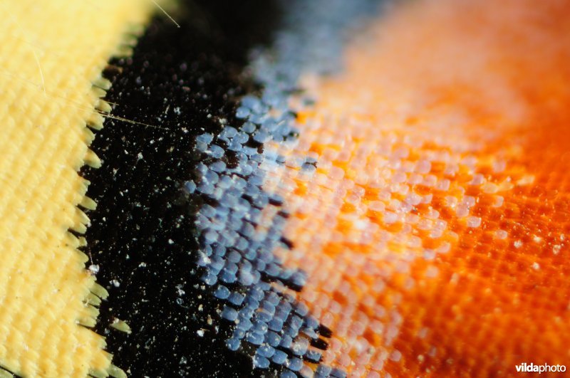 Detail van vleugel van Koninginnepage