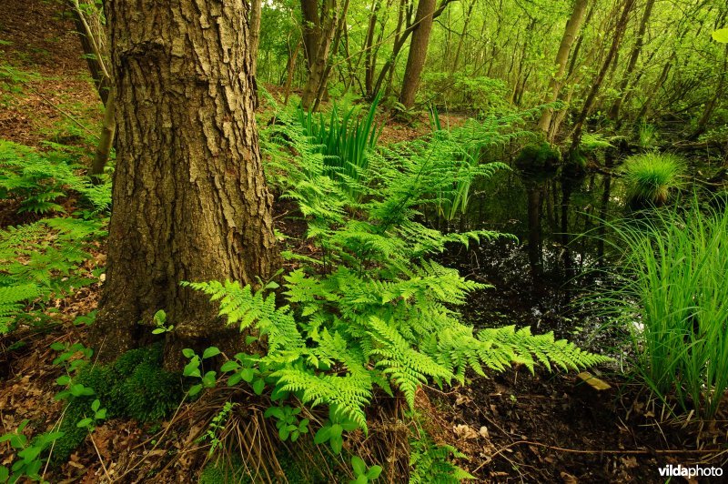 Brede stekelvaren in moerasbos