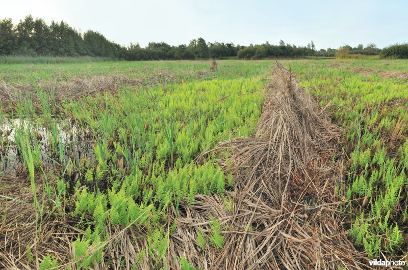 Moerasvaren na grootschalig plaggen