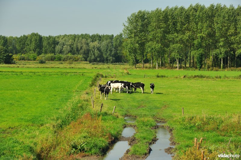 Groot Broek