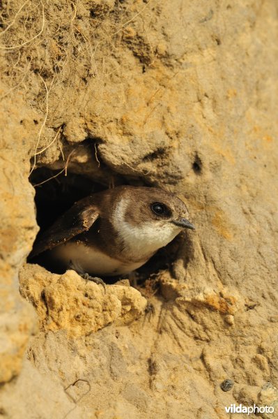 Oeverzwaluw in nestholte