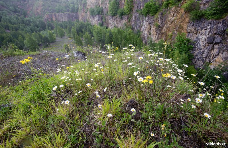 Margrieten in een steengroeve