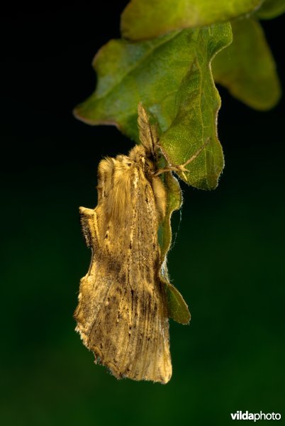 Snuitvlinder 