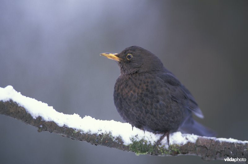 Merel in de sneeuw