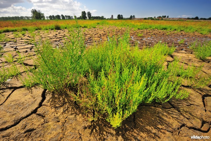 Zeekraal in de Dudzeelse Polder