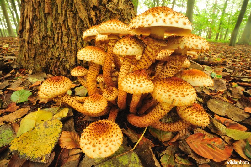 Schubbige bundelzwam