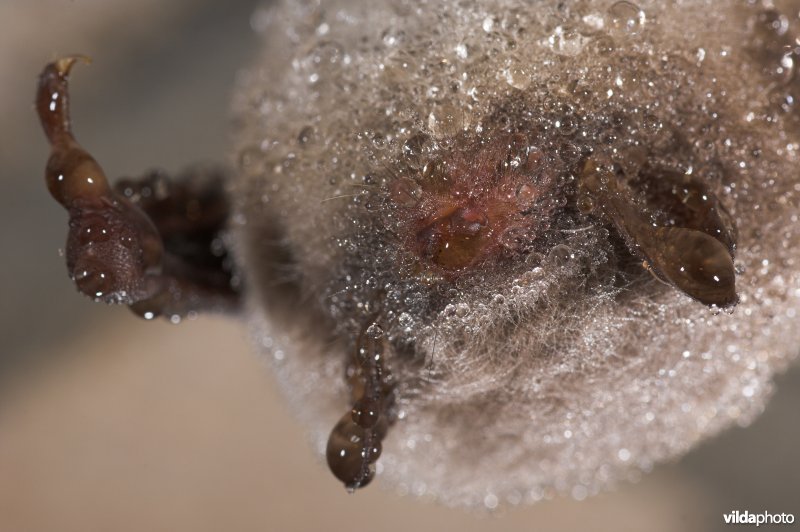 Bedauwde watervleermuis