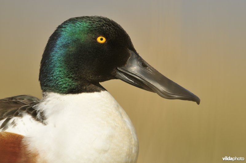 Kop van mannetje Slobeend