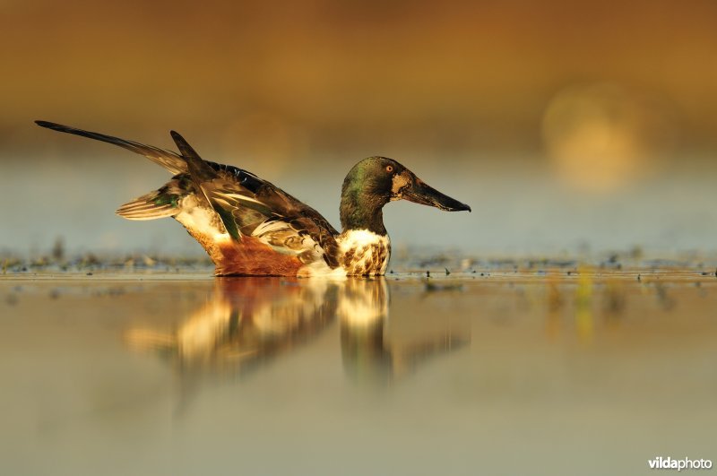Slobeend strekt zijn vleugels