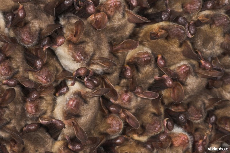 Vale vleermuizen dicht bij elkaar
