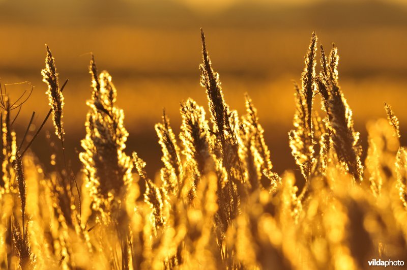 Natuurreservaat Uitkerkse Polders