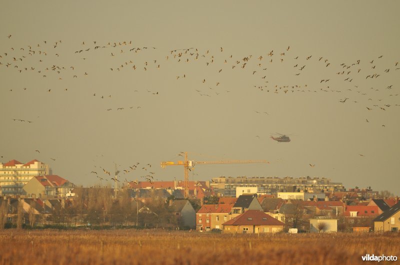 Natuurreservaat Uitkerkse Polders