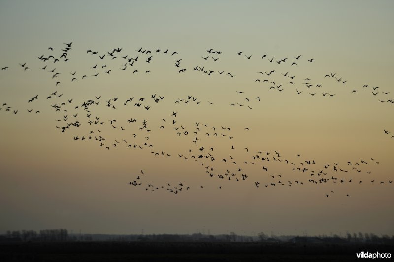 Ganzen in de Uitkerkse Polders