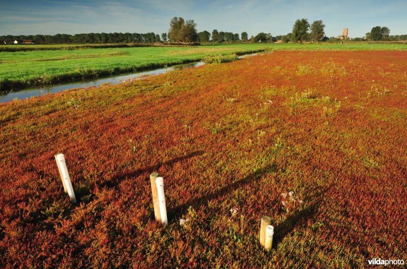 Peilbuizen in de Dudzeelse Polder