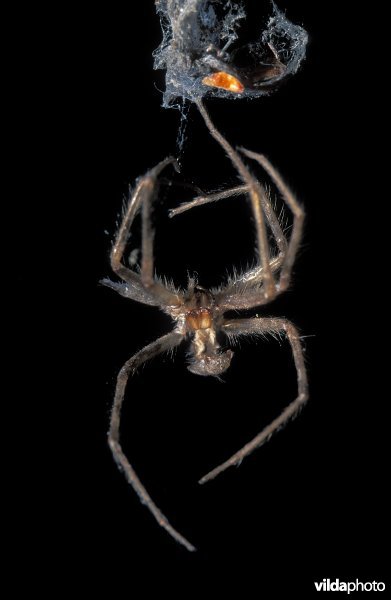 Vervelling van Huisspin