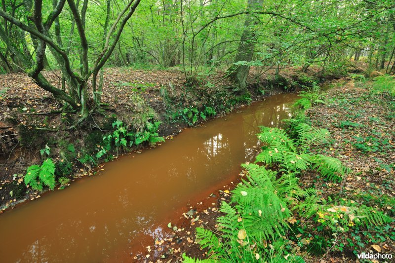 Vallei van de Zwarte Beek