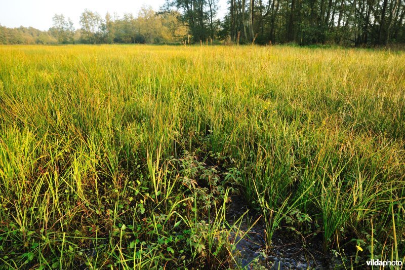 Laagveen in de Vallei van de Zwarte Beek