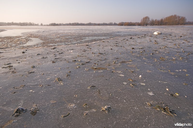 Ganzensporen op het ijs