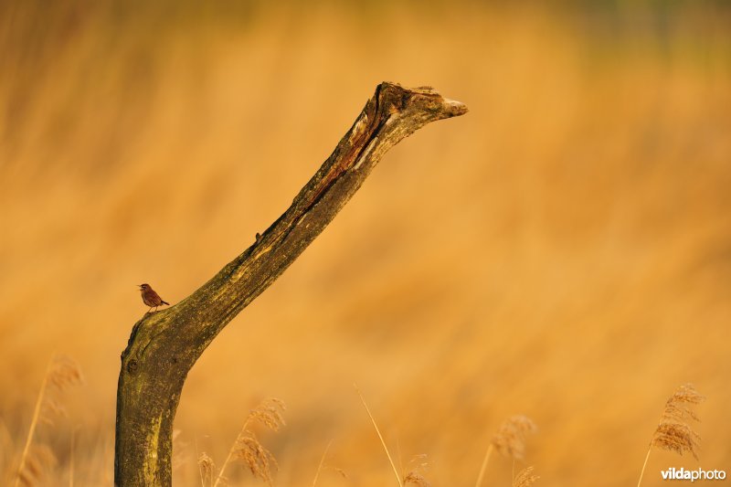 Zingende Winterkoning