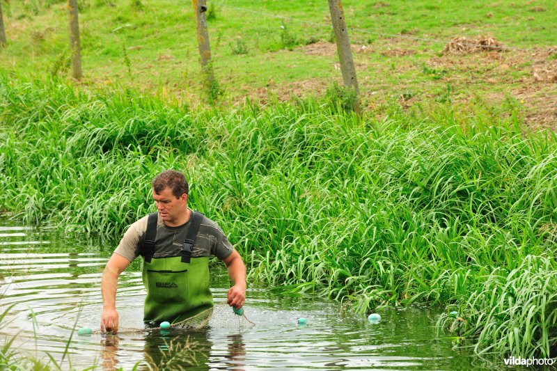 Afvissing in Noordschote