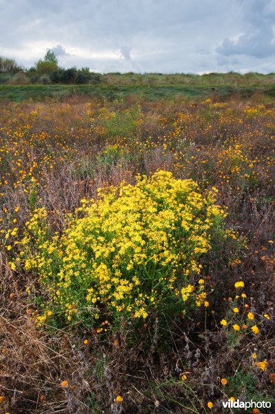 Vegetatie in een ruderaal veld langs de Oosterschelde