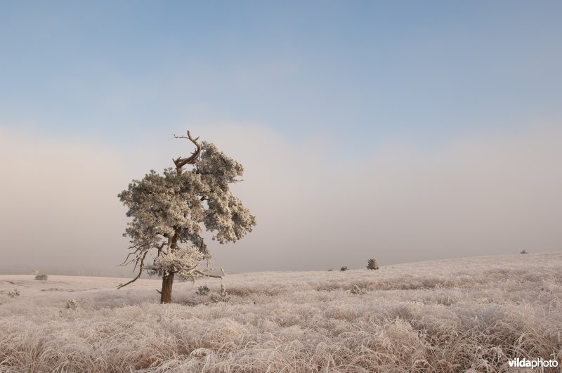 Berijpt landschap op de Veluwezoom