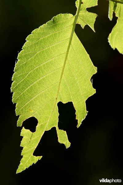 Vraatsporen