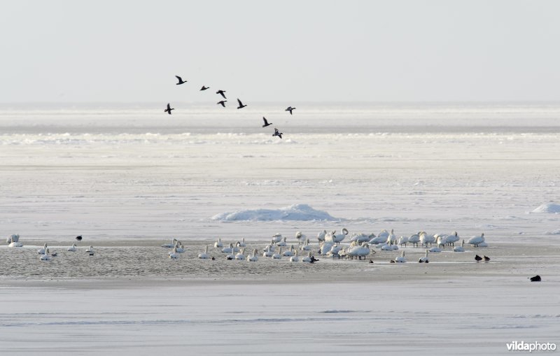 Knobbelzwanen en kleine zwanen in een wak op het IJsselmeer tussen kruiend ijs