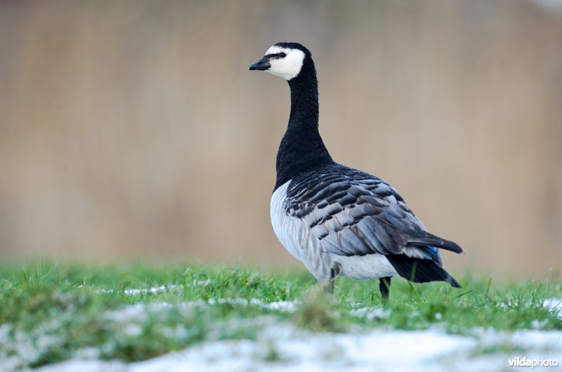 Brandgans op een winterse weide