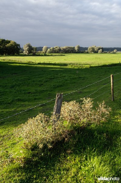 Kruisdistel in de Velperwaarden