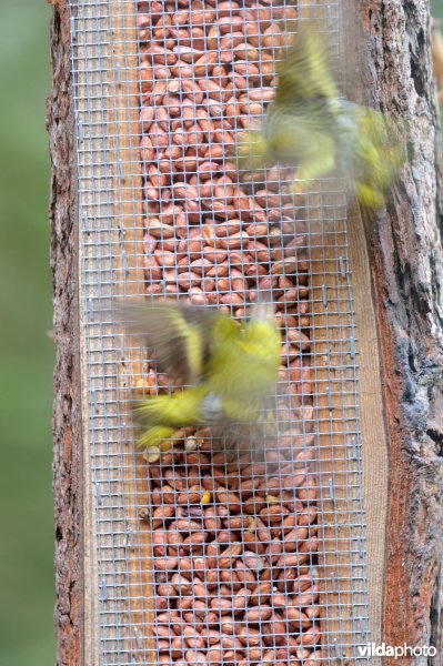 Sijsjes op voedertoren