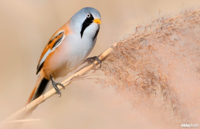 Baardmannetje in het riet