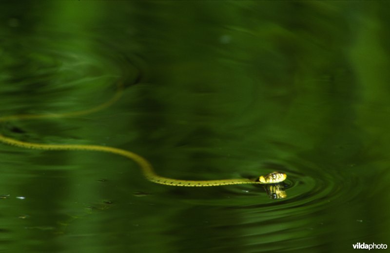 Zwemmende ringslang