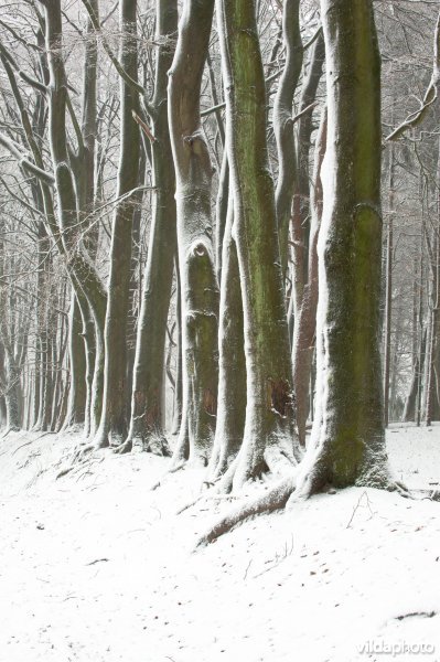 Grenswal, historische eigendomsscheiding in het Nationaal Park Veluwezoom