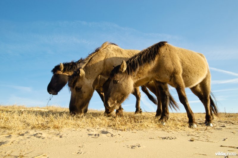 Konikpaarden grazen in een natuurgebied