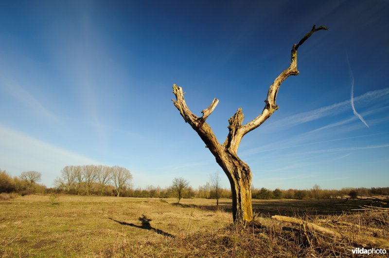 Millingerwaard