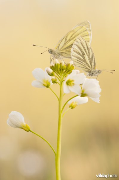 Parende klein geaderd witjes op een pinksterbloem