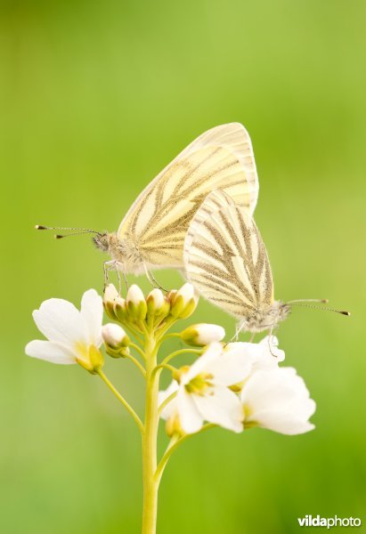 Parende klein geaderd witjes op een pinksterbloem