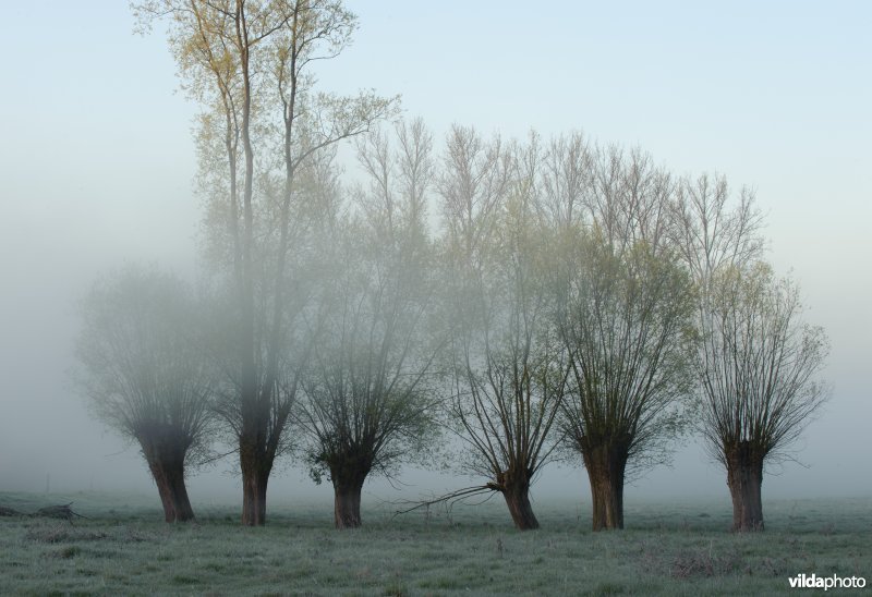 Knotwilgen in een weiland