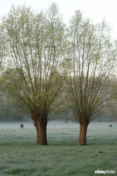 Knotwilgen in een weiland