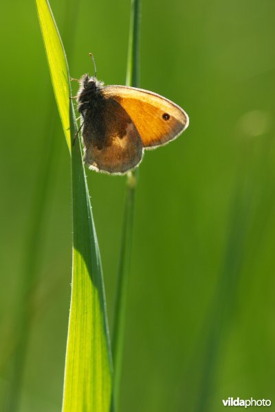 Hooibeestje in het gras