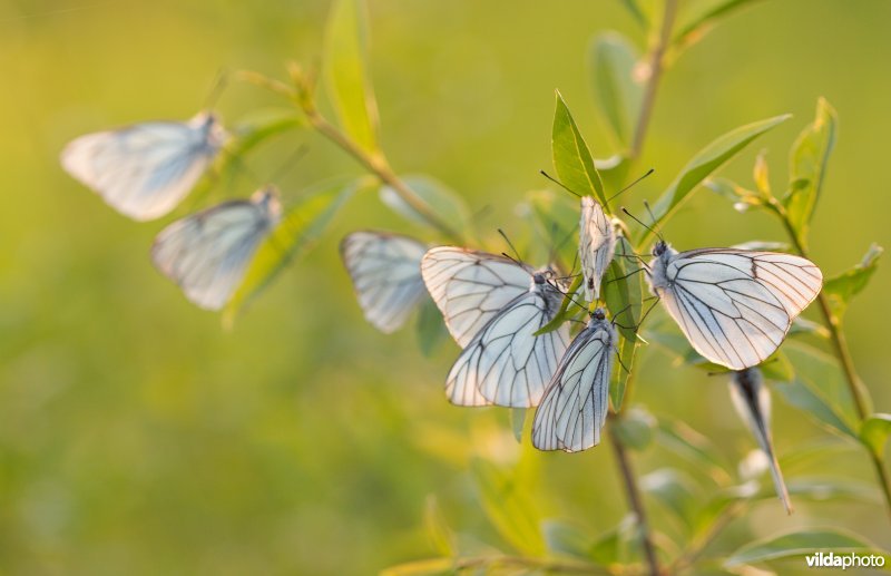 Slaapgezelschap van Grote geaderde witjes