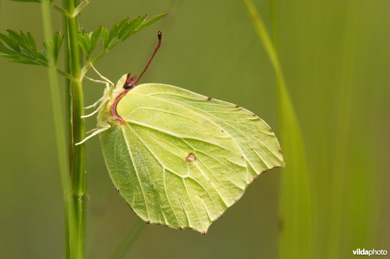 Citroentje in het gras