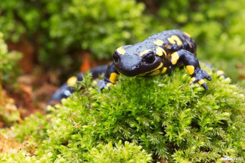 Vuursalamander (west- en noord-Europa)