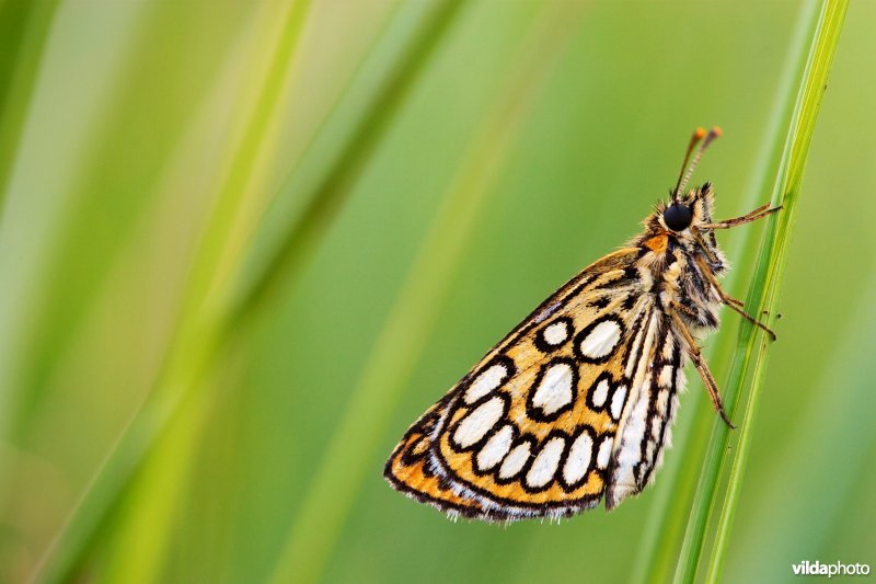 Spiegeldikkopje in het gras